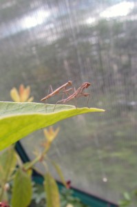 mantis crop 2