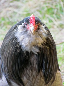 He knew he was loved; RIP, buddy