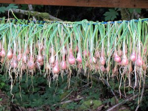 shallots