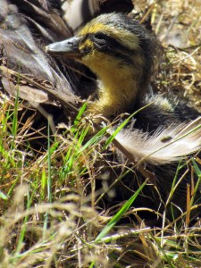 duckling