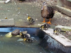 ducklings