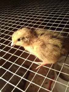 baby quail