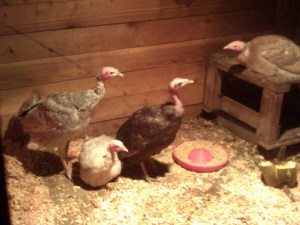 new turkeys