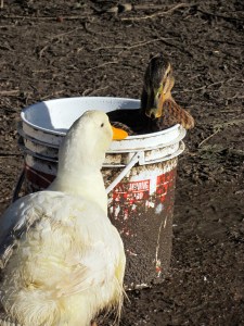 duck bucket