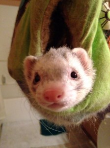 ferret bath