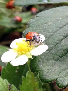 ladybug