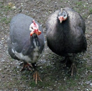 guineas