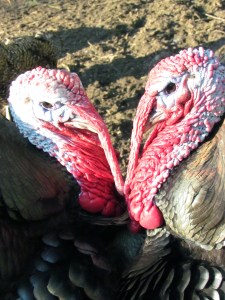 valentine turkeys