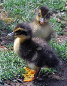 ducklings