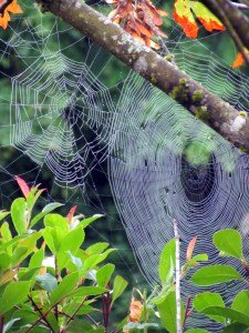 fall webs 2