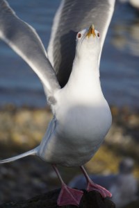 seagull