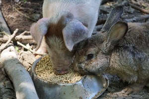 Porculous and Skeeter