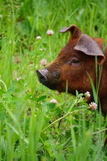 clover pig