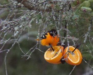 oriole